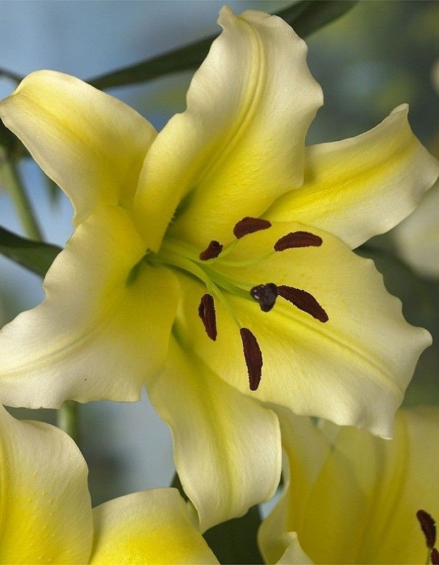 Лилия Конка Дор